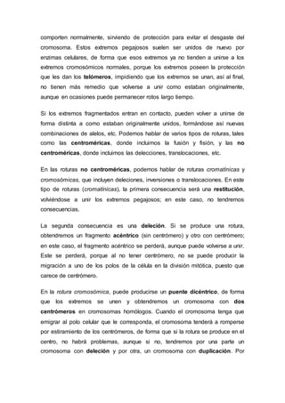 comporten normalmente, sirviendo de protección para evitar el desgaste del 
cromosoma. Estos extremos pegajosos suelen ser unidos de nuevo por 
enzimas celulares, de forma que esos extremos ya no tienden a unirse a los 
extremos cromosómicos normales, porque los extremos poseen la protección 
que les dan los telómeros, impidiendo que los extremos se unan, así al final, 
no tienen más remedio que volverse a unir como estaban originalmente, 
aunque en ocasiones puede permanecer rotos largo tiempo. 
Si los extremos fragmentados entran en contacto, pueden volver a unirse de 
forma distinta a como estaban originalmente unidos, formándose así nuevas 
combinaciones de alelos, etc. Podemos hablar de varios tipos de roturas, tales 
como las centroméricas, donde incluimos la fusión y fisión, y las no 
centroméricas, donde incluimos las delecciones, translocaciones, etc. 
En las roturas no centroméricas, podemos hablar de roturas cromatínicas y 
cromosómicas, que incluyen deleciones, inversiones o translocaciones. En este 
tipo de roturas (cromatínicas), la primera consecuencia será una restitución, 
volviéndose a unir los extremos pegajosos; en este caso, no tendremos 
consecuencias. 
La segunda consecuencia es una deleción. Si se produce una rotura, 
obtendremos un fragmento acéntrico (sin centrómero) y otro con centrómero; 
en este caso, el fragmento acéntrico se perderá, aunque puede volverse a unir. 
Este se perderá, porque al no tener centrómero, no se puede producir la 
migración a uno de los polos de la célula en la división mitótica, puesto que 
carece de centrómero. 
En la rotura cromosómica, puede producirse un puente dicéntrico, de forma 
que los extremos se unen y obtendremos un cromosoma con dos 
centrómeros en cromosomas homólogos. Cuando el cromosoma tenga que 
emigrar al polo celular que le corresponda, el cromosoma tenderá a romperse 
por estiramiento de los centrómeros, de forma que si la rotura se produce en el 
centro, no habrá problemas, aunque si no, tendremos por una parte un 
cromosoma con deleción y por otra, un cromosoma con duplicación. Por 
 