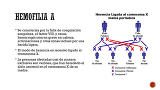 HEMOFILIA A
 Se caracteriza por la falta de coagulación
sanguínea, el factor VIII, y causa
hemorragia interna grave en cabeza,
articulaciones y otras zonas incluso por una
herida ligera.
 El modo de herencia es recesivo ligado al
cromosoma X.
 La personas afectadas casi de manera
exclusiva son varones, que han heredado el
alelo anormal en el cromosoma X de su
madre.
 