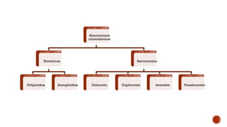 Aberraciones
cromosómicas
Numéricas
Poliploidias Aneuploidias
Estructurales
Delección Duplicación Inversión Translocación
 