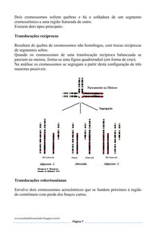 www.poethaabiliomachado.blogspot.com.br
Página 7
Dois cromossomos sofrem quebras e há a soldadura de um segmento
cromossômico a uma região fraturada de outro.
Existem dois tipos principais:
Translocações recíprocas
Resultam de quebra de cromossomos não homólogos, com trocas recíprocas
de segmentos soltos.
Quando os cromossomos de uma translocação recíproca balanceada se
pareiam na meiose, forma-se uma figura quadrirradial (em forma de cruz).
Na anáfase os cromossomos se segregam a partir desta configuração de três
maneiras possíveis:
Translocações robertsonianas
Envolve dois cromossomos acrocêntricos que se fundem próximos à região
do centrômero com perda dos braços curtos.
 