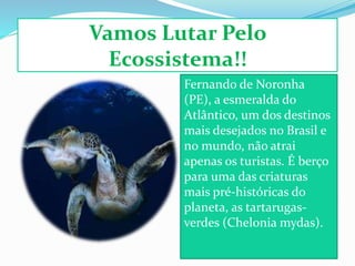 Vamos Lutar Pelo
Ecossistema!!
Fernando de Noronha
(PE), a esmeralda do
Atlântico, um dos destinos
mais desejados no Brasil e
no mundo, não atrai
apenas os turistas. É berço
para uma das criaturas
mais pré-históricas do
planeta, as tartarugas-
verdes (Chelonia mydas).
 