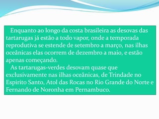 Enquanto ao longo da costa brasileira as desovas das
tartarugas já estão a todo vapor, onde a temporada
reprodutiva se estende de setembro a março, nas ilhas
oceânicas elas ocorrem de dezembro a maio, e estão
apenas começando.
As tartarugas-verdes desovam quase que
exclusivamente nas ilhas oceânicas, de Trindade no
Espirito Santo, Atol das Rocas no Rio Grande do Norte e
Fernando de Noronha em Pernambuco.
 