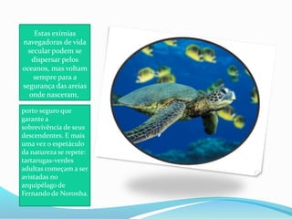 Estas exímias
navegadoras de vida
secular podem se
dispersar pelos
oceanos, mas voltam
sempre para a
segurança das areias
onde nasceram,
porto seguro que
garante a
sobrevivência de seus
descendentes. E mais
uma vez o espetáculo
da natureza se repete:
tartarugas-verdes
adultas começam a ser
avistadas no
arquipélago de
Fernando de Noronha.
 
