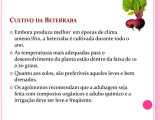 CULTIVO DA BETERRABA
 Embora produza melhor em épocas de clima
  ameno/frio, a beterraba é cultivada durante todo o
  ano.
 As temperaturas mais adequadas para o
  desenvolvimento da planta estão dentro da faixa de 10
  a 20 graus.
 Quanto aos solos, são preferíveis aqueles leves e bem
  drenados.
 Os agrônomos recomendam que a adubagem seja
  feita com compostos orgânicos e adubo químico e a
  irrigação deve ser leve e freqüente.
 