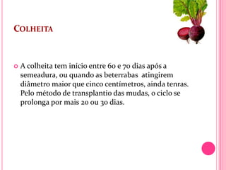 COLHEITA


   A colheita tem início entre 60 e 70 dias após a
    semeadura, ou quando as beterrabas atingirem
    diâmetro maior que cinco centímetros, ainda tenras.
    Pelo método de transplantio das mudas, o ciclo se
    prolonga por mais 20 ou 30 dias.
 