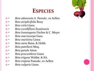 ESPECIES
   •   Beta adanensis A. Pamukc. ex Aellen
   •   Beta atriplicifolia Rouy
   •   Beta cicla Lineu
   •   Beta corolliflora Zossimovic
   •   Beta lomatogona Fischer & C. Meyer
   •   Beta macrocarpa Guss.
   •   Beta maritima Lineu
   •   Beta nana Boiss. & Heldr.
   •   Beta patellaris Moq.
   •   Beta patula Aiton
   •   Beta procumbens Lineu
   •   Beta trigyna Waldst. & Kit.
   •   Beta trojana Pamukc. ex Aellen
   •   Beta vulgaris Lineu
 