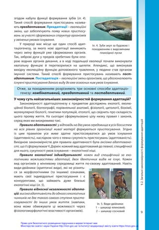 9
згодом набула функції формування зубів (іл. 4).
Такий спосіб формування пристосувань назива-
ють преадаптивним. Преадаптації – еволюційні
зміни, що забезпечують появу нових пристосу-
вань за участі сформованих структур організмів
у змінених умовах існування.
У природі має місце ще один спосіб адап-
таціогенезу, за якого нові адаптації виникають
через зміну функцій уже сформованих органів.
Так, зяброві дуги у предків хребетних були опо-
рою водних органів дихання, а в ході подальшої еволюції почали виконувати
хватальну функцію й перетворилися на щелепи. Апендикс, що виконував
вихідну еволюційну функцію допоміжного травлення, у людини став органом
імунної системи. Такий спосіб формування пристосувань називають пост­
адаптивним. Постадаптація – еволюційні зміни організмів, що удосконалюють
існуючі пристосування даного виду до вже освоєних ним умов існування.
Отже, за походженням розрізняють три основні способи адаптаціо­
генезу: комбінативний, преадаптивний та постадаптивний.
У чому суть найзагальніших закономірностей формування адаптацій?
Закономірності адаптаціогенезу є предметом досліджень екології, еволю-
ційної біології, біогеографії, порівняльної анатомії, фізіології, цитології, біохімії,
молекулярної біології, генетики популяцій, етології, що свідчить про складність
цього прояву життя. На сьогодні сформульовано цілу низку правил і законів,
серед яких ми виокремимо такі.
Правило адаптивності: у відповідь на дію умов середовища в усіх біосистем
на всіх рівнях організації живої матерії формуються пристосування. Згідно
із цим правилом усе живе здатне пристосовуватися до умов існування
(адаптивність), наслідком чого є певна сукупність пристосувань (адаптованість).
Вихідною закономірністю для правила адаптивності була аксіома адаптовано-
сті, що її сформулював Ч. Дарвін: кожний вид адаптований до певної, специфічної
для нього, сукупності умов існування – екологічної ніші.
Правило екологічної індивідуальності: кожен вид специфічний за еко-
логічними можливостями адаптації, двох ідентичних видів не існує. Кожен
вид організмів у мінливому середовищі життя по-своєму адаптований. Навіть
види-двійники (криптичні види), які не різнять-
ся за морфологічними (та іншими) ознаками,
мають свої індивідуальні пристосування і є
конкурентами, що займають дуже близькі
екологічні ніші (іл. 5).
Правило відносної незалежності адапта­
цій: високаадаптивністьдоодногозекологічних
чинників не дає такого самого ступеня присто-
совуваності до інших умов життя (навпаки,
вона може обмежувати ці можливості через
фі­
зіологоморфологічні властивості організмів).
Іл. 4. Зуби акул за будовою і
походженням є видозмінами
плакоїдної луски
§
2.
Загальні
закономірності
формування
адаптацій
Іл. 5. Види-двійники:
1 – шишкар ялиновий;
2 – шишкар сосновий
1 2
Право для безоплатного розміщення підручника в мережі Інтернет має
Міністерство освіти і науки України http://mon.gov.ua/ та Інститут модернізації змісту освіти https://imzo.gov.ua
 