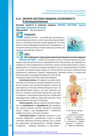 100
Тема
6.
БІОЛОГІЧНІ
ОСНОВИ
ЗДОРОВОГО
СПОСОБУ
ЖИТТЯ Імунітет є реакцією організму, що спрямована
на диференціацію всього «свого» від всього «чужого».
Ф. Барнетт
§ 27.	 ІМУННА СИСТЕМА ЛЮДИНИ, ОСОБЛИВОСТІ
ЇЇ ФУНКЦІОНУВАННЯ
Основні поняття й ключові терміни: ІМУННА СИСТЕМА. Імунна
відповідь. Антигени. Антитіла.
Пригадайте! 	 Що таке імунітет?
	Поміркуйте!
Імунна система – це живий щит організму, ос-
новною функцією якого є захист організму від речовин і
клітин з ознаками генетично чужої інформації. Це може
бути не тільки інформація екзогенного походження, а й
генетично змінена власна. А який склад має система, що
захищає організм від «чужого»?
	ЗМІСТ
	 Які особливості структурної організації імунної системи людини?
ІМУННА СИСТЕМА – сукупність молекул, клітин, тканин й органів, які захи-
щають організм від генетично чужорідних клітин або речовин, що надходять із
середовища або утворюються в організмі. Імунна система функціонує в нероз-
ривній єдності з іншими системами, що беруть участь у транспортуванні її клітин
і речовин та регуляції. Деякі органи й клітини імунної системи є компонентами
кровоносної, дихальної, травної, ендокринної, нервової систем, у складі яких
вони виконують свої додаткові функції (іл. 48). Як ор-
ганізована імунна система в організмі людини?
Системний рівень. На відміну від інших фізіо­
логічних систем імунна система поширена по всьо-
му тілі. Цікаво, що в організмі людини є органи, до
яких імунна система має обмежений доступ. Це т. зв.
імунопривілейовані органи, до яких належать мо-
зок, очі, плацента, сім’янники. Вважається, що імун-
ні привілеї є механізмом адаптації для запобігання
пошкодженням найбільш важливих органів з боку
власної імунної системи та її реакцій.
Рівень органів. Органи імунної системи поділя-
ють на центральні та периферичні. До централь-
них органів імунної системи відносять кістковий
мозок і тимус, а до периферичних – мигдалики,
лімфатичні вузли, селезінку, апендикс.
Тканинний рівень. Лімфоїдна тканина є скуп-
ченням лімфоцитів і допоміжних клітин у складі
слизових оболонок багатьох органів. Так, в тонко-
му кишечнику розташовуються пеєрові бляшки,
в бронхах – лімфоїдні фолікули, в носоглотці –
1
5
6
4
2
3
7
8
Іл. 48. Імунна система
людини:
1 – червоний кістковий
мозок; 2 – мигдалики;
3 – тимус; 4 – лімфовузли;
5 – селезінка; 6 – пеєрові
бляшки; 7 – апендикс;
8 – лімфатичні фолікули
Право для безоплатного розміщення підручника в мережі Інтернет має
Міністерство освіти і науки України http://mon.gov.ua/ та Інститут модернізації змісту освіти https://imzo.gov.ua
 
