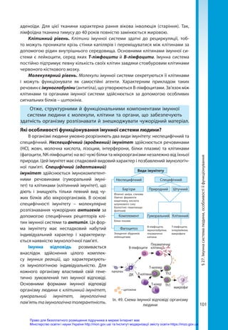 101
§
27.
Імунна
система
людини,
особливості
її
функціонування
аденоїди. Для цієї тканини характерна рання вікова інволюція (старіння). Так,
лімфоїдна тканина тимусу до 40 років повністю замінюється жировою.
Клітинний рівень. Клітини імунної системи здатні до рециркуляції, тоб-
то можуть проникати крізь стінки капілярів і переміщуватися між клітинами за
допомогою рідин внутрішнього середовища. Основними клітинами імунної си­
стеми є лейкоцити, серед яких Т-лімфоцити й В-лімфоцити. Імунна система
постійно підтримує певну кількість своїх клітин завдяки стовбуровим клітинами
червоного кісткового мозку.
Молекулярний рівень. Молекули імунної системи секретуються її клітинами
і можуть функціонувати як самостійні агенти. Характерним прикладом таких
речовин є імуноглобуліни (антитіла), що утворюються В-лімфоцитами. Зв’язок між
клітинами та органами імунної системи здійснюється за допомогою особливих
сигнальних білків – цитокінів.
Отже, структурними й функціональними компонентами імунної
системи людини є молекули, клітини та органи, що забезпечують
здатність організму розпізнавати й знешкоджувати чужорідний матеріал.
Які особливості функціонування імунної системи людини?
В організмі людини умовно розрізняють два види імунітету: неспецифічний та
специфічний. Неспецифічний (вроджений) імунітет здійснюється речовинами
(HCl, жовч, молочна кислота, лізоцим, інтерферони, білки плазми) та клітинами
(фагоцити, NК-лімфоцити) на всі чужі білки та мікроорганізми незалежно від їхньої
природи. Цей імунітет має спадковий видовий характер і позбавлений імунологіч-
ної пам’яті. Специфічний (адаптивний)
імунітет здійснюється імунокомпетент-
ними речовинами (гуморальний імуні-
тет) та клітинами (клітинний імунітет), що
діють і знищують тільки певний вид чу-
жих білків або мікроорганізмів. В основі
специфічності імунітету – молекулярне
розпізнавання чужорідних антигенів за
допомогою специфічних рецепторів клі-
тин імунної системи та антитіл. Ця фор-
ма імунітету має неспадковий набутий
індивідуальний характер і характеризу-
ється наявністю імунологічної пам’яті.
Імунна відповідь розвивається
внаслідок здійснення цілого комплек-
су імунних реакцій, що характеризують-
ся імунологічною індивідуальністю. Для
кожного організму властивий свій гене-
тично зумовлений тип імунної відповіді.
Основними формами імунної відповіді
організму людини є клітинний імунітет,
гуморальний імунітет, імунологічна
пам’ятьтаімунологічнатолерантність.
Види імунітету
Неспецифічний
Природний Штучний
В-лімфоцити,
імуноглобуліни,
плазматичні
клітини
Т-лімфоцити,
інтерлейкіни,
макрофаги
Бар’єри
Фізичні: шкіра, слизова
Хімічні: ферменти
кишечнику, кислота
шлункового соку
Біологічні: гематоенци-
фалічний
Фагоцитоз
Знищення збудників
лейкоцитами
Комплемент
Білки плазми
Специфічний
Гуморальний Клітинний
– цитокіни
ДК
патоген
Т-клітина
Т-кілер
Т-хелпер
Th1
Th2
макрофаг
В-лімфоцити
Плазматична
клітина
Іл. 49. Схема імунної відповіді організму
людини
Право для безоплатного розміщення підручника в мережі Інтернет має
Міністерство освіти і науки України http://mon.gov.ua/ та Інститут модернізації змісту освіти https://imzo.gov.ua
 