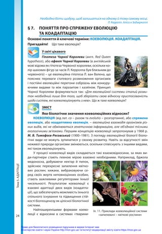 Тема
5.
АДАПТАЦІЇ
24
Необхідно бігти щодуху, щоб залишатися на одному й тому самому місці.
Л. Керролл. Аліса в Задзеркаллі
§ 7.	 ПОНЯТТЯ ПРО СПРЯЖЕНУ ЕВОЛЮЦІЮ
ТА КОАДАПТАЦІЮ
Основні поняття й ключові терміни: КОЕВОЛЮЦІЯ. КОАДАПТАЦІЯ.
Пригадайте! 	 Що таке еволюція?
	 У світі цікавого
Гіпотеза Чорної Королеви (англ. Red Queen
hypothesis), або ефект Чорної Королеви (в англійській
мові відома як гіпотеза Червоної королеви, оскільки ко-
лір шахових фігур за часів Л. Керролла був близьким до
червоного) – це еволюційна гіпотеза Л. ван Валена, що
пояснює переваги статевого розмноження організмів
і постійні еволюційні перегони озброєнь між конкуру-
ючими видами та між паразитом і хазяїном. Принцип
Чорної Королеви формулюється так: «Для еволюційної системи сталий розви-
ток необхідний лише для того, щоб зберігати свою відносну пристосованість
щодо систем, які коеволюціонують з нею». Що ж таке коеволюція?
	ЗМІСТ
	 Яке біологічне значення коеволюційних відносин?
КОЕВОЛЮЦІЯ (від лат. cо – разом та evolutio – розгортання), або спряжена
еволюція, або коадаптивна еволюція, – еволюційна взаємодія організмів різ-
них видів, які не обмінюються генетичною інформацією, але об’єднані тісними
екологічними зв’язками. Першим концепцію коеволюції запропонував у 1968 р.
М. В. Тимофєєв-Ресовський (1900–1981). З погляду еволюційної біології біоло-
гічні види не можуть зупинитися у своєму розвитку. Навіть за відсутності змін
неживої природи організми змінюються, оскільки співіснують з іншими видами,
які також еволюціонують.
У процесі коеволюції видів складаються такі взаємовідносини, за яких ви-
ди-партнери стають певною мірою взаємно необхідними. Наприклад, бджола
медоносна, добуваючи нектар й пилок,
здійснює перехресне запилення квітко-
вих рослин; хижаки, вибраковуючи се-
ред своїх жертв неповноцінних особин,
стають важливими регуляторами їхньої
чисельності. Результатом коеволюції є
взаємні адаптації двох видів (коадапта-
ції), що забезпечують можливість їхнього
спільного існування та підвищення стій-
кості біогеоценозу як цілісної біологічної
системи.
Найпоширенішими формами коево­
люції є відносини в системах «тва­
рини-
Іл. 11. Приклади коеволюційної системи
«запилювачі – квіткові рослини»
Право для безоплатного розміщення підручника в мережі Інтернет має
Міністерство освіти і науки України http://mon.gov.ua/ та Інститут модернізації змісту освіти https://imzo.gov.ua
 