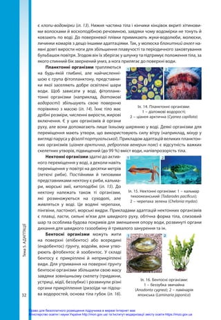 Тема
5.
АДАПТАЦІЇ
32
є клопи-водомірки (іл. 13). Нижня частина тіла і кінчики кінцівок вкриті хітинови-
ми волосками й воскоподібною речовиною, завдяки чому водомірки не тонуть й
ковзають по воді. До поверхневої плівки примикають жуки-водолюби, молюски,
личинки комарів з дещо іншими адаптаціями. Так, у молюска блакитний ангел на-
явні довгі вирости ноги для збільшення плавучості та періодичного заковтування
бульбашок повітря. Згодом він їх зберігає у шлунку та підтримує положення тіла, за
якого спинний бік звернений униз, а нога прилягає до поверхні води.
Планктонні організми трапляються
на будь-якій глибині, але найчисленні-
шою є група фітопланктону, представни-
ки якої заселяють добре освітлені шари
води. Щоб зависати у воді, фітопланк-
тонні організми (наприклад, діатомові
водорості) збільшують свою поверхню
порівняно з масою (іл. 14). Їхнє тіло має
дрібні розміри, численні вирости, жирові
включення. Є у цих організмів й органи
руху, але вони допомагають лише їхньому ширянню у воді. Деякі організми для
переміщення мають утвори, що використовують силу вітру (наприклад, міхур у
вигляді паруса у фізалії португальської). Прикладом адаптацій великих планктон-
них організмів (ціанея арктична, реброплав венерин пояс) є відсутність важких
скелетних утворів, підвищений (до 99 %) вміст води, напівпрозорість тіла.
Нектонні організми здатні до актив-
ного переміщення у воді, а деколи навіть
переміщення у повітрі на десятки метрів
(летючі риби). Постійними й типовими
представниками нектону є риби, кальма-
ри, морські змії, китоподібні (іл.  15). До
нектону належать також ті організми,
які розмножуються на суходолі, але
живляться у воді. Це водяні черепахи,
пінгвіни, ластоногі, морські видри. Прикладами адаптацій нектонних організмів
є плавці, ласти, сильні м’язи для швидкого руху, обтічна форма тіла, слизовий
шар та особлива будова покривів для зменшення опору води, розвинуті органи
дихання для швидкого газообміну й тривалого занурення та ін.
Бентосні організми можуть жити
на поверхні (епібентос) або всередині
(ендобентос) ґрунту, водойм, вони утво-
рюють фітобентос й зообентос. У складі
бентосу є прикріплені й неприкріплені
види. Для утримання на поверхні ґрунту
бентосні організми збільшили свою масу
завдяки зовнішньому скелету (тридакни,
устриці, мідії, беззубки) і розвинули різні
органи прикріплення (ризоїди чи підош-
ва водоростей, основа тіла губок (іл. 16).
Іл. 14. Планктонні організми:
1 – діатомові водорості;
2 – ціанея арктична (Cyanea capillata)
1 2
Іл. 15. Нектонні організми: 1 – кальмар
тихоокеанський (Todarodes pacificus);
2 – черепаха зелена (Chelonia mydas)
1 2
Іл. 16. Бентосні організми:
1 – беззубка звичайна
(Anodonta cygnea); 2 – ламінарія
японська (Laminaria japonica)
1 2
Право для безоплатного розміщення підручника в мережі Інтернет має
Міністерство освіти і науки України http://mon.gov.ua/ та Інститут модернізації змісту освіти https://imzo.gov.ua
 
