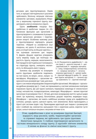 Тема
5.
АДАПТАЦІЇ
44
речовин для ґрунтоутворення. Окрім
того, в процесі життєдіяльності рослини
здійс­
нюють біогенну міг­
рацію хімічних
елементів і речовин, акумулюють Нітро-
ген у верхньому горизонті ґрунту, кон-
центрують хімічні елементи в ґрунті.
Група зообіонтів поєднує без-
хребетних й хребетних тварин (іл. 23).
Головною функцією цих організмів у
ґрунтоутворенні є спо­
живання й розщеп­
лення органічних речовин і перетво-
рення енергії. Особливо важливу роль
у ґрунтоутворенні відіграють дощові
черв’яки. «Навряд чи знайдуться інші
тварини, які грали б настільки велику
роль в історії світу, як дощові черв’яки», –
так оцінював значення цих тварин
Ч.  Дарвін. Дощові черв’яки утворюють
густу мережу ходів, що поліпшує по-
ристість ґрунту, аерацію, вологоємність.
Їхні продукти життєдіяльності впливають
на струк­
туру ґрунту, знижують кислот-
ність та збільшують вміст гумусу.
Залежно від розмірів та осередків
життя ґрунтових зообіонтів поділяють
на такі групи, як мікро-, мезо-, макро- та
мегафауна. Мікрофауна – організми мі-
кроскопічних розмірів (до 1 мм), для яких
ґрунт є системою мікроводойм (твариноподібні організми). Мезофау­на – організ-
ми дрібних розмірів (до 2 – 3 мм), які проживають у системі заповнених повітрям
порожнин ґрунту. До цієї групи належать переважно нематоди й членистоногі
(кліщі, ногохвістки, псевдоскорпіони, нематоди). Макрофауна – великі ґрунтові
організми (із розмірами тіла 2 – 50 мм), для яких осередками життя є щільні шари
землі. Це жужелиці, мокриці, багатоніжки, дощові черв’яки, ведмедки тощо.
Мегафауна – організми, які мають найбільші розміри серед усіх едафобіонтів
(сліпаки, цокори, кроти, сумчасті кроти, голі землекопи). Вони прокладають у
ґрунті цілі системи ходів і нір. Прикладами адаптацій цих тварин є розвинутий
нюх і слабкий зір, компактне, валькувате тіло з короткою шиєю, коротке густе
хутро, сильні копальні кінцівки з міцними кігтями та ін.
Отже, едафобіонтами є різні за розмірами ґрунтові бактерії,
водорості, вищі рослини, гриби, твариноподібні організми
та справжні тварини, які здійснюють три групи ґрунтових
біологічних процесів: 1) глибоке перетворення органічного та
частково мінерального складу ґрунту; 2) кругообіг хімічних елементів;
3) вплив на фізичні та хімічні властивості ґрунту.
Іл. 23. Різноманітність едафобіонтів: 1 – ків­
сяк сірий; 2 – красотіл пахучий; 3 – кріт
європейський; 4 – ведмедка звичайна;
5 – кліщі, псевдоскорпіони, ногохвістки;
6 – мокриця звичайна; 7 – личинка
ковалика (дротяник); 8 – цвілеві гриби;
9 – ґрунтові інфузорії й амеби; 10 – дощо-
вий черв’як звичайний; 11 – личинка хру-
ща травневого; 12 – ґрунтові нематоди
1 2
4
3
6
5
10
11
7
8
12
9
Право для безоплатного розміщення підручника в мережі Інтернет має
Міністерство освіти і науки України http://mon.gov.ua/ та Інститут модернізації змісту освіти https://imzo.gov.ua
 