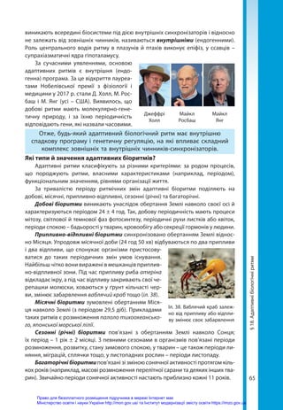 65
виникають всередині біо­
системи під дією внутрішніх синхронізаторів і відносно
не залежать від зовнішніх чинників, називаються внутрішніми (ендогенними).
Роль центрального водія ритму в плазунів й птахів виконує епіфіз, у ссавців –
супрахіазматичні ядра гіпоталамусу.
За сучасними уявленнями, основою
адаптивних ритмів є внутрішня (ендо-
генна) програма. За це відкриття лауреа­
тами Нобелівської премії з фізіології і
медицини у 2017 р. стали Д. Холл, М. Рос­
баш і М. Янг (усі – США). Виявилось, що
добові ритми мають молекулярно-гене-
тичну природу, і за їхню періодичність
відповідають гени, які назвали часовими.
Отже, будь-який адаптивний біологічний ритм має внутрішню
спадкову програму і генетичну регуляцію, на які впливає складний
комплекс зовнішніх та внутрішніх чинників-синхронізаторів.
Які типи й значення адаптивних біоритмів?
Адаптивні ритми класифікують за різними критеріями: за родом процесів,
що породжують ритми, власними характеристиками (наприклад, періодом),
функціональним значенням, рівнями організації життя.
За тривалістю періоду ритмічних змін адаптивні біоритми поділяють на
добові, місячні, припливно-відпливні, сезонні (річні) та багаторічні.
Добові біоритми виникають унаслідок обертання Землі навколо своєї осі й
характеризуються періодом 24 ± 4 год. Так, добову періодичність мають процеси
мітозу, світлової й темнової фаз фотосинтезу, періодичні рухи листків або квіток,
періоди спокою – бадьорості у тварин, кровообігу або секреції гормонів у людини.
Припливно-відпливні біоритми синхронізовано обертанням Землі віднос-
но Місяця. Упродовж місячної доби (24 год 50 хв) відбуваються по два припливи
і два відпливи, що спонукає організми пристосову-
ватися до таких періодичних змін умов існування.
Найбільш чітко вони виражені в мешканців приплив-
но-відпливної зони. Під час припливу риба атеріна
відкладає ікру, а під час відпливу закривають свої че-
репашки мо­
люски, ховаються у ґрунт кільчасті чер-
ви, змінює забарвлення ваблячий краб тощо (іл. 38).
Місячні біоритми зумовлені обертанням Міся-
ця навколо Землі (з періодом 29,5 діб). Прикладами
таких ритмів є розмноження палоло тихоокеансько-
го, японської морської лілії.
Сезонні (річні) біоритми пов’язані з обертанням Землі навколо Сонця;
їх період – 1 рік ± 2 місяці. З певними сезонами в орга­
нізмів пов’язані періоди
розмноження, розвитку, стану зимового спокою, у тварин – це також періоди ли-
няння, міграцій, сплячки тощо, у листопадних рослин – періоди листопаду.
Багаторічнібіоритми пов’язані зі зміною сонячної активності протягом кіль-
кох років (наприклад, масові розмноження перелітної сарани та деяких інших тва-
рин). Звичайно періоди сонячної активності настають приблизно кожні 11 років.
Іл. 38. Ваблячий краб залеж-
но від припливу або відпли-
ву змінює своє забарвлення
§
18.
Адаптивні
біологічні
ритми
Джеффрі
Холл
Майкл
Росбаш
Майкл
Янг
Право для безоплатного розміщення підручника в мережі Інтернет має
Міністерство освіти і науки України http://mon.gov.ua/ та Інститут модернізації змісту освіти https://imzo.gov.ua
 
