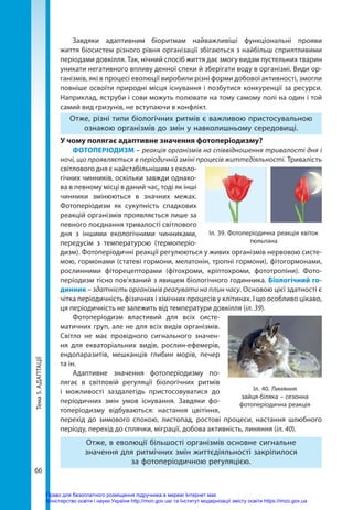 Тема
5.
АДАПТАЦІЇ
66
Завдяки адаптивним біоритмам найважливіші функціональні прояви
життя біосистем різного рівня організації збігаються з найбільш сприятливими
періодами довкілля. Так, нічний спосіб життя дає змогу видам пустельних тварин
уникати негативного впливу денної спеки й зберігати воду в організмі. Види ор-
ганізмів, які в процесі еволюції виробили різні форми добової активності, змогли
повніше освоїти природні місця існування і позбутися конкуренції за ресурси.
Наприклад, яструби і сови можуть полювати на тому самому полі на один і той
самий вид гризунів, не вступаючи в конфлікт.
Отже, різні типи біологічних ритмів є важливою пристосувальною
ознакою організмів до змін у навколишньому середовищі.
У чому полягає адаптивне значення фотоперіодизму?
ФОТОПЕРІОДИЗМ – реакція організ­
мів на співвідношення тривалості дня і
ночі, що проявляється в періодичній зміні процесів життєдіяльності. Тривалість
світлового дня є найстабільнішим з еколо-
гічних чинників, оскільки завжди однако-
ва в певному місці в даний час, тоді як інші
чинники змінюються в значних межах.
Фотоперіодизм як сукупність спадкових
реакцій організмів проявляється лише за
певного поєднання тривалості світлового
дня з іншими екологічними чинниками,
передусім з температурою (термоперіо-
дизм). Фотоперіодичні реакції регулюються у живих організмів нервовою систе-
мою, гормонами (статеві гормони, мелатонін, тропні гормони), фітогормонами,
рослинними фіторецепторами (фітохроми, кріптохроми, фототропіни). Фото-
періодизм тісно пов’язаний з явищем біологічного годинника. Біологічний го-
динник – здатність організмів реагувати на плин часу. Основою цієї здатності є
чітка періодичність фізичних і хімічних процесів у клітинах. І що особливо цікаво,
ця періодичність не залежить від температури довкілля (іл. 39).
Фотоперіодизм властивий для всіх систе-
матичних груп, але не для всіх видів організмів.
Світло не має провідного сигнального значен-
ня для екваторіальних видів, рослин-ефемерів,
ендопаразитів, мешканців глибин морів, печер
та ін.
Адаптивне значення фотоперіодизму по-
лягає в світловій регуляції біологічних ритмів
і можливості заздалегідь пристосовуватися до
періодичних змін умов існування. Завдяки фо-
топеріодизму відбуваються: настання цвітіння,
перехід до зимового спокою, листопад, ростові процеси, настання шлюбного
періоду, перехід до сплячки, міграції, добова активність, линяння (іл. 40).
Отже, в еволюції більшості організмів основне сигнальне
значення для ритмічних змін життєдіяльності закріпилося
за фотоперіодичною регуляцією.
Іл. 39. Фотоперіодична реакція квіток
тюльпана
Іл. 40. Линяння
зайця-біляка – сезонна
фотоперіодична реакція
Право для безоплатного розміщення підручника в мережі Інтернет має
Міністерство освіти і науки України http://mon.gov.ua/ та Інститут модернізації змісту освіти https://imzo.gov.ua
 