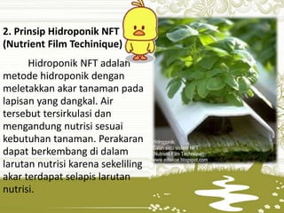 2. Prinsip Hidroponik NFT
(Nutrient Film Techinique)
Hidroponik NFT adalah
metode hidroponik dengan
meletakkan akar tanaman pada
lapisan yang dangkal. Air
tersebut tersirkulasi dan
mengandung nutrisi sesuai
kebutuhan tanaman. Perakaran
dapat berkembang di dalam
larutan nutrisi karena sekeliling
akar terdapat selapis larutan
nutrisi.
 