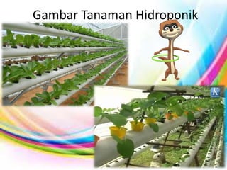 Gambar Tanaman Hidroponik
 