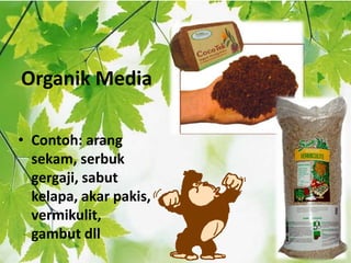Organik Media
• Contoh: arang
sekam, serbuk
gergaji, sabut
kelapa, akar pakis,
vermikulit,
gambut dll
 