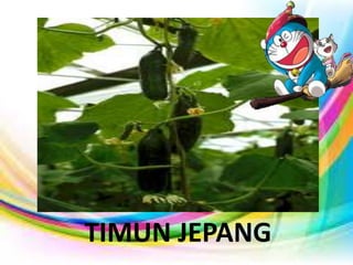 TIMUN JEPANG
 