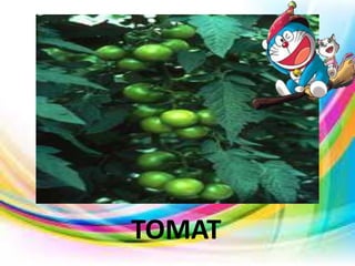 TOMAT
 