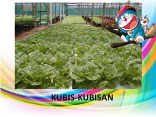 KUBIS-KUBISAN
 