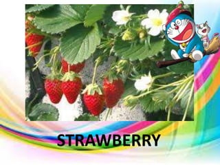 STRAWBERRY
 