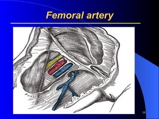 Femoral artery 