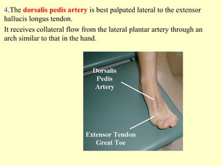 4.The dorsalis pedis artery is best palpated lateral to the extensor
hallucis longus tendon.
It receives collateral flow from the lateral plantar artery through an
arch similar to that in the hand.
 