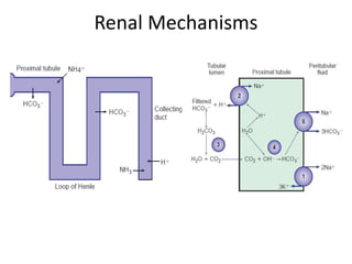 Renal Mechanisms
 