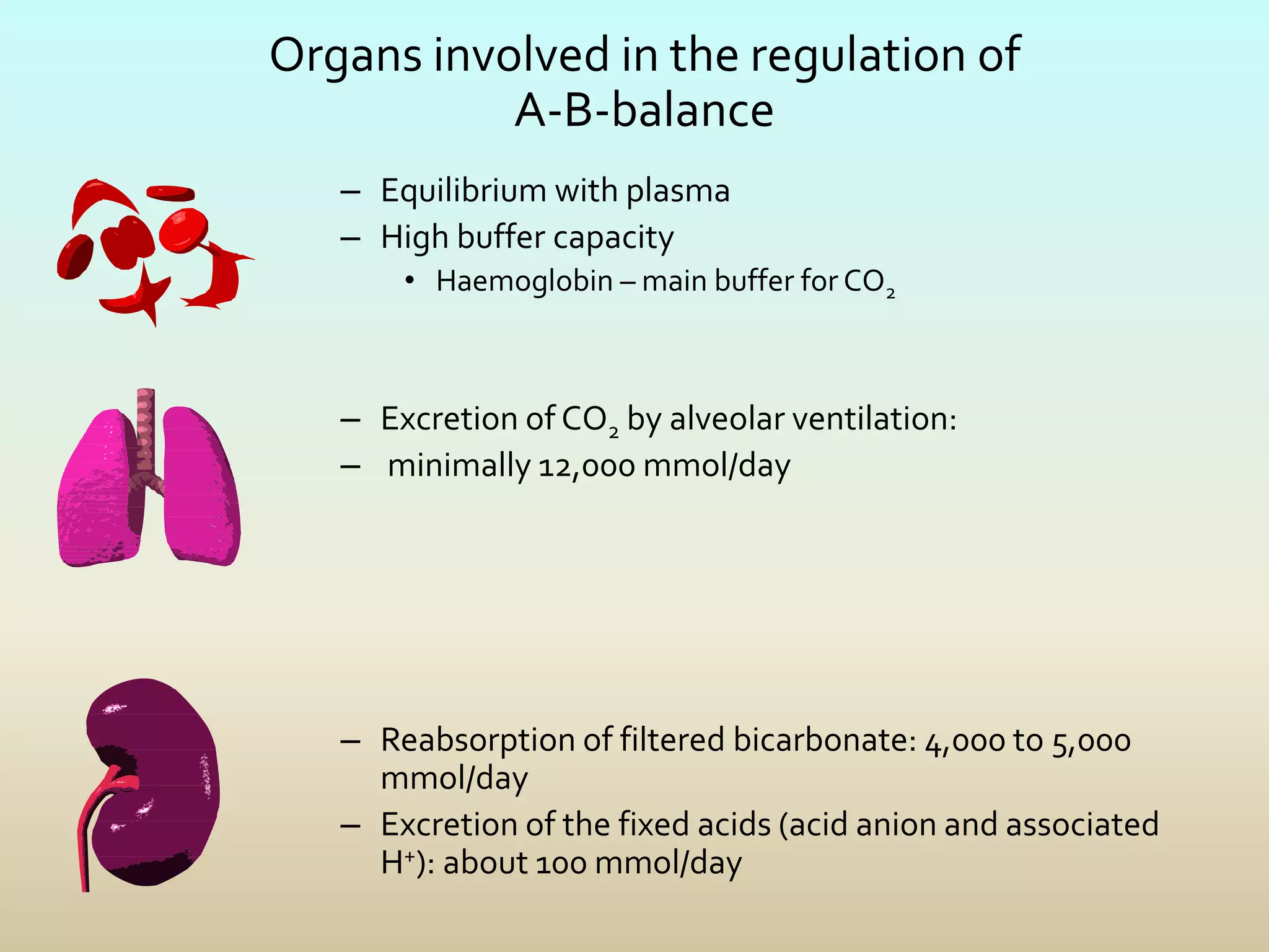 Organs involved in the regulation of
A-B-balance
– Equilibrium with plasma
– High buffer capacity
• Haemoglobin – main buffer for CO2
– Excretion of CO2 by alveolar ventilation:
– minimally 12,000 mmol/day
– Reabsorption of filtered bicarbonate: 4,000 to 5,000
mmol/day
– Excretion of the fixed acids (acid anion and associated
H+): about 100 mmol/day
 