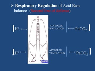  Respiratory Regulation of Acid Base
balance- (Second line of defense)
H+ PaCO2
H+ PaCO2
ALVEOLAR
VENTILATION
ALVEOLAR
VENTILATION
 