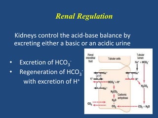 Renal Regulation
Kidneys control the acid-base balance by
excreting either a basic or an acidic urine
• Excretion of HCO3
-
• Regeneration of HCO3
-
with excretion of H+
 
