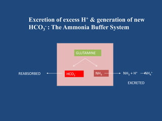 Excretion of excess H+ & generation of new
HCO3
- : The Ammonia Buffer System
GLUTAMINE
HCO3
- NH3REABSORBED NH3 + H+ NH4
+
EXCRETED
 