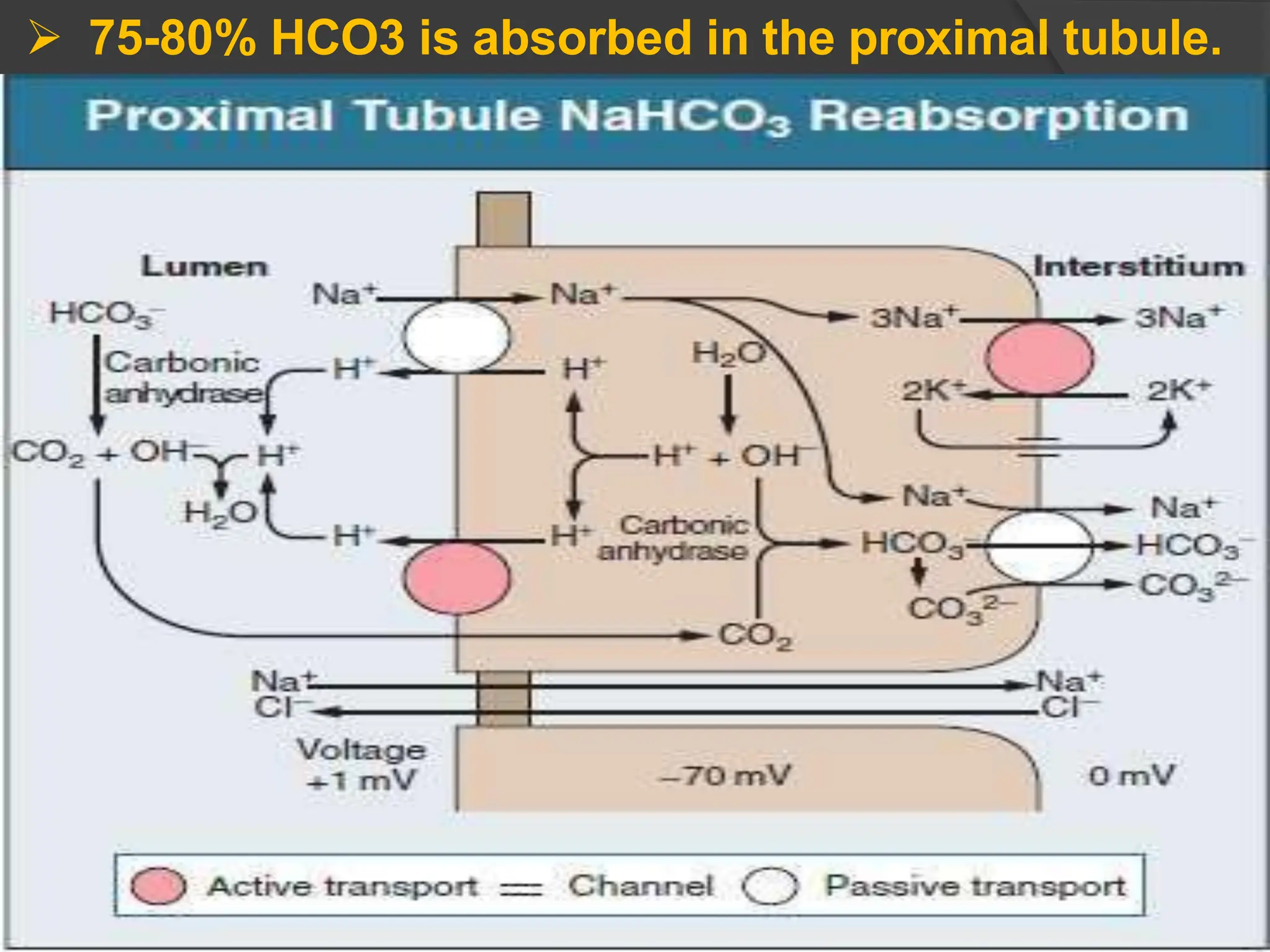  75-80% HCO3 is absorbed in the proximal tubule.
 