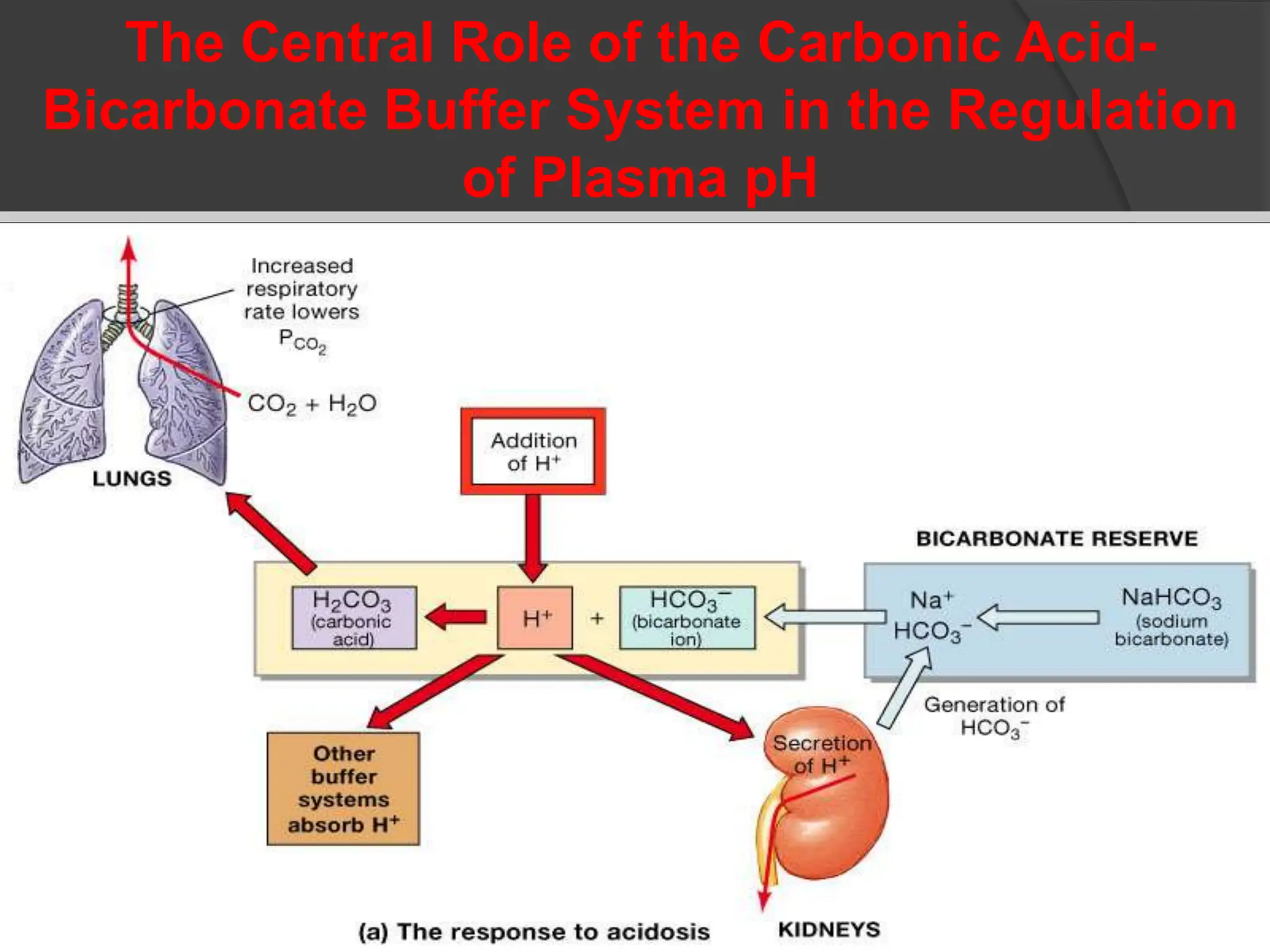 The Central Role of the Carbonic Acid-
Bicarbonate Buffer System in the Regulation
of Plasma pH
 
