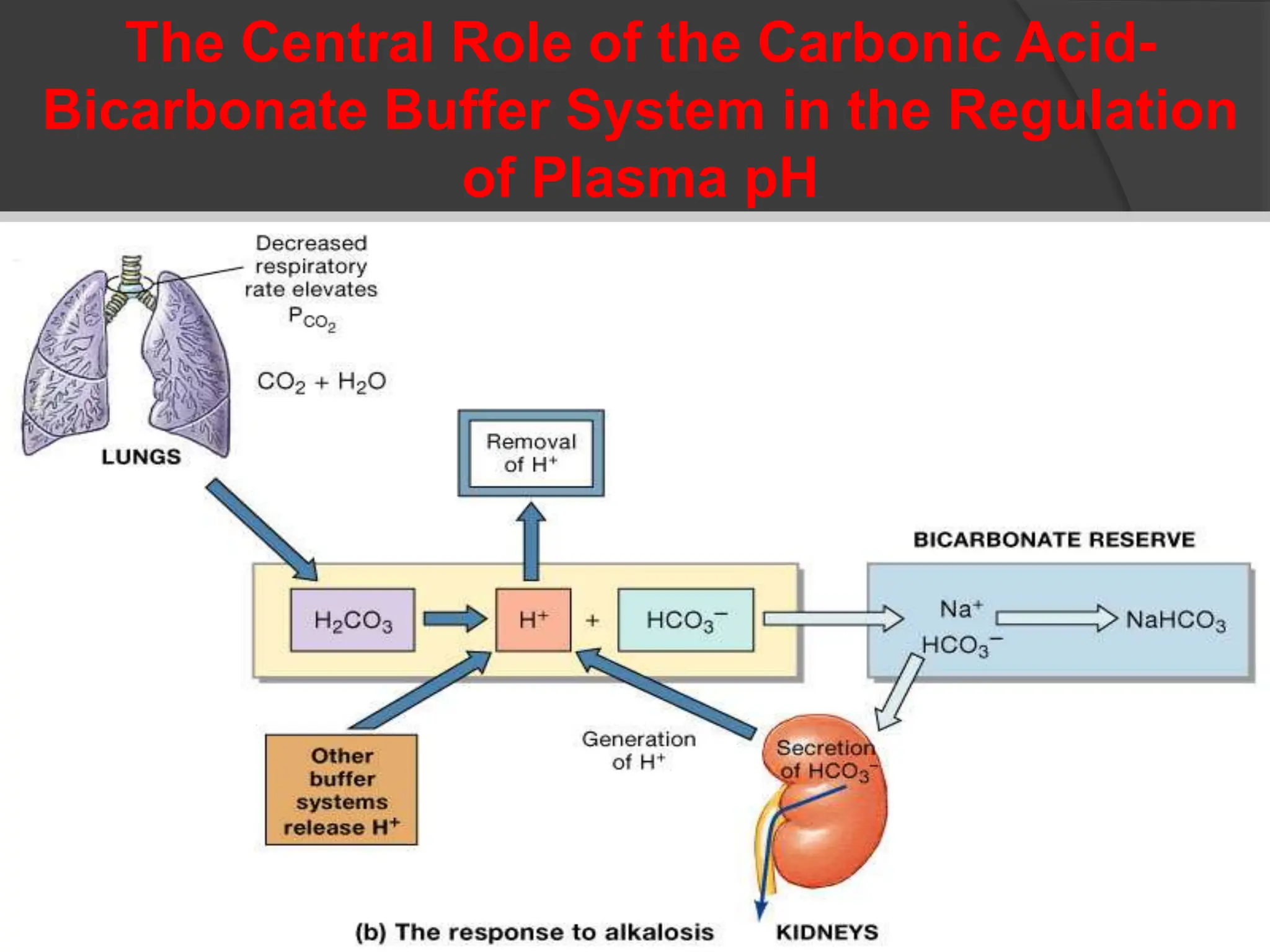 The Central Role of the Carbonic Acid-
Bicarbonate Buffer System in the Regulation
of Plasma pH
 
