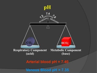 pH
7.4
CO2 HCO3
-
Respiratory Component
(acid)
Metabolic Component
(base)
Arterial blood pH = 7.40
Venous Blood pH = 7.35
 