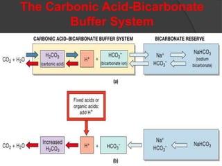 The Carbonic Acid-Bicarbonate
Buffer System
 