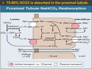  75-80% HCO3 is absorbed in the proximal tubule.
 