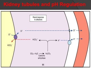 Kidney tubules and pH Regulation
 