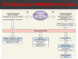 The Response to Metabolic Acidosis
 