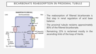 BICARBONATE REABSORPTION IN PROXIMAL TUBULE
• The reabsorption of filtered bicarbonate is
first step in renal regulation of acid base
balance.
• The proximal tubule reclaims approximately
85% of the filtered bicarbonate.
• Remaining 15% is reclaimed mostly in the
ascending limb of the loop of Henle.
 