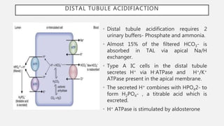 DISTAL TUBULE ACIDIFIACTION
• Distal tubule acidification requires 2
urinary buffers- Phosphate and ammonia.
• Almost 15% of the filtered HCO3- is
absorbed in TAL via apical Na/H
exchanger.
• Type A IC cells in the distal tubule
secretes H+ via H-ATPase and H+/K+
ATPase present in the apical membrane.
• The secreted H+ combines with HPO42- to
form H2PO4- , a titrable acid which is
excreted.
• H+ ATPase is stimulated by aldosterone
 
