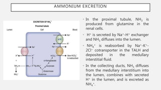 AMMONIUM EXCRETION
• In the proximal tubule, NH3 is
produced from glutamine in the
renal cells.
• H+ is secreted by Na+-H+ exchanger
and NH3 diffuses into the lumen.
• NH4
+ is reabsorbed by Na+-K+-
2Cl− cotransporter in the TALH and
deposited in the medullary
interstitial fluid.
• In the collecting ducts, NH3 diffuses
from the medullary interstitium into
the lumen, combines with secreted
H+ in the lumen, and is excreted as
NH4
+.
 