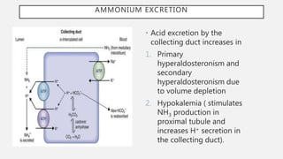 AMMONIUM EXCRETION
• Acid excretion by the
collecting duct increases in
1. Primary
hyperaldosteronism and
secondary
hyperaldosteronism due
to volume depletion
2. Hypokalemia ( stimulates
NH3 production in
proximal tubule and
increases H+ secretion in
the collecting duct).
 
