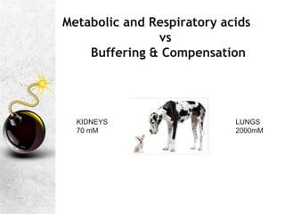 Metabolic and Respiratory acids
vs
Buffering & Compensation
LUNGS
2000mM
KIDNEYS
70 mM
 