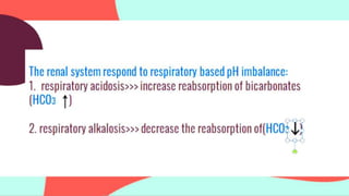 The renal system respond to respiratory based pH imbalance:
1. respiratory acidosis>>> increase reabsorption of bicarbonates
(HCO3 )
2. respiratory alkalosis>>> decrease the reabsorption of(HCO3 )
 