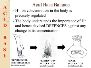 Acid Base Balance
H+ ion concentration in the body is
precisely regulated
The body understands the importance of H+
and hence devised DEFENCES against any
change in its concentration-
BICARBONATE
BUFFER SYSTEM
Acts in few seconds
RESPIRATORY
REGULATION
Acts in few minutes
RENAL
REGULATION
Acts in hours to days
A
C
I
D
B
A
S
E
 