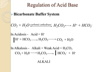 Regulation of Acid Base
Bicarbonate Buffer System
H2CO3 H+ + HCO3
-
CO2 + H2O carbonic anhydrase
In Acidosis - Acid = H+
H+ + HCO3 H2CO3 CO2 + H2O
In Alkalosis - Alkali + Weak Acid = H2CO3
CO2 + H20 -
HCO3 + H+
H2CO3
+
ALKALI
 