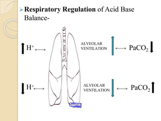 Respiratory Regulation of Acid Base
Balance-
H+ PaCO2
H+ PaCO2
ALVEOLAR
VENTILATION
ALVEOLAR
VENTILATION
 