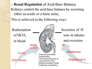 Renal Regulation of Acid Base Balance
Kidneys control the acid-base balance by excreting
either an acidic or a basic urine,
This is achieved in the following ways-
•Proximal Convulated
Tubules (85%)
•Thick Ascending Limb of
Loop of Henle (10%)
•Distal Convulated Tubule
•Collecting Tubules(5%)
ECF Volume
Reabsorption
of HCO3
in blood
PCO2
in ECF
H+ ion
Angiotensin II
Aldosterone
Secretion of H+
ions in tubules
and excretion
K+
 